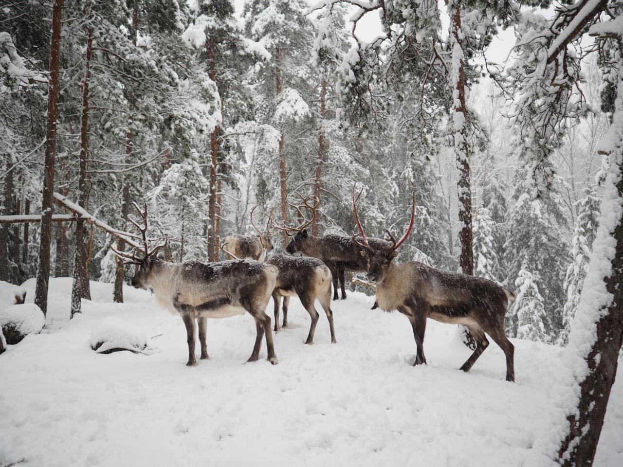 Villa Igluhut - Sleep With Reindeer Espoo Exterior foto